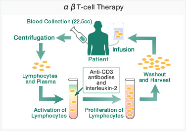 αβT-cell Therapy