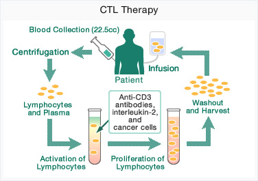 CTL Therapy