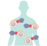 免疫細胞治療のイメージ